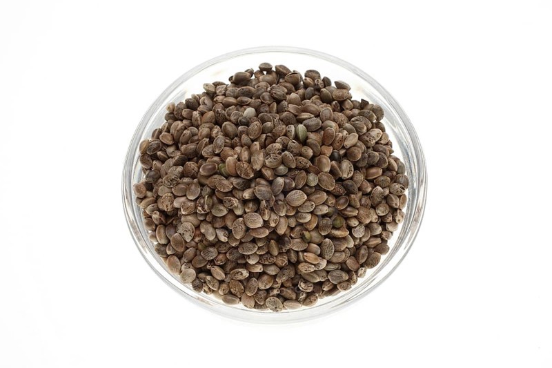 Hemp seeds or hemp nuts, Canabis sativa