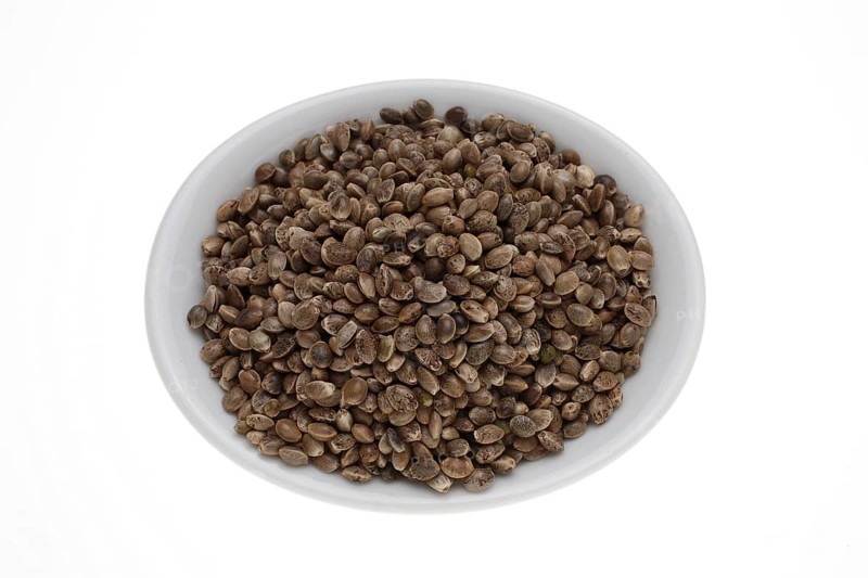 Hemp seeds or hemp nuts, Canabis sativa