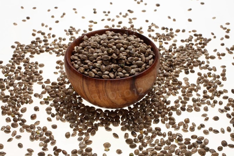Hemp seeds or hemp nuts, Canabis sativa