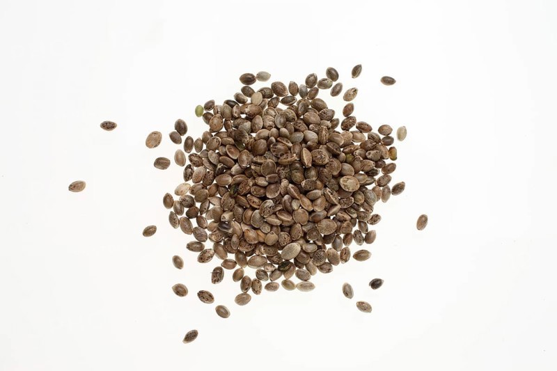 Hemp seeds or hemp nuts, Canabis sativa