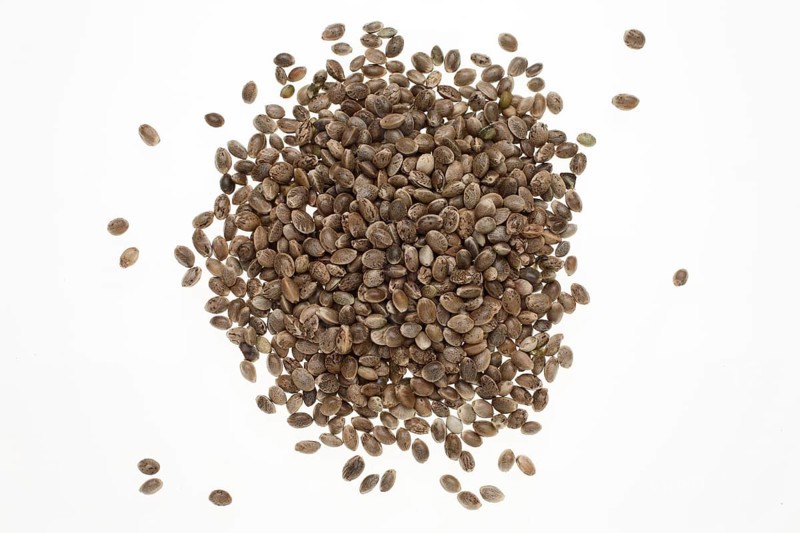 Hemp seeds or hemp nuts, Canabis sativa
