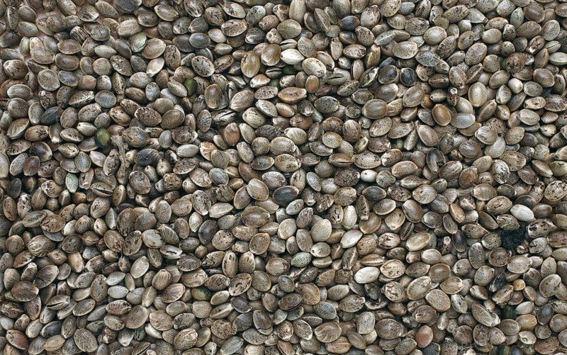 Hemp seeds or hemp nuts, Canabis sativa
