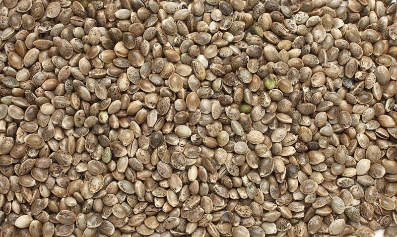 Hemp seeds or hemp nuts, Canabis sativa