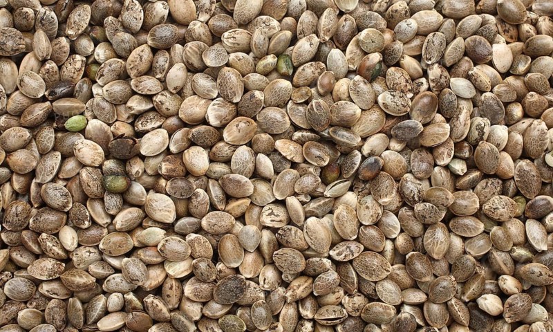Hemp seeds or hemp nuts, Canabis sativa