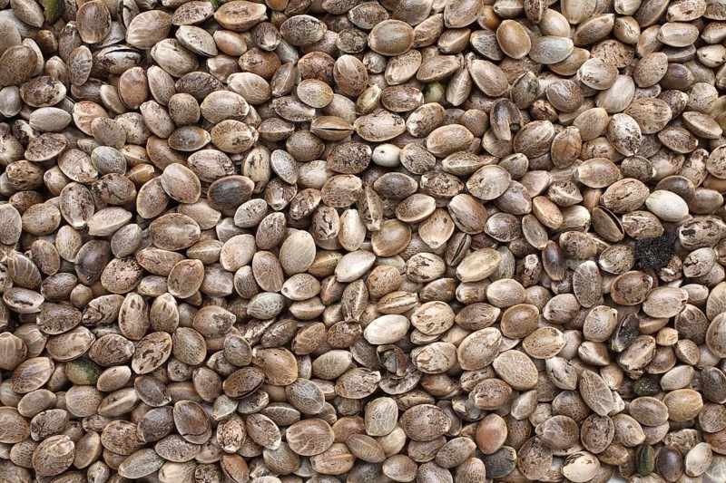 Hemp seeds or hemp nuts, Canabis sativa