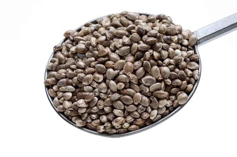 Hemp seeds or hemp nuts, Canabis sativa