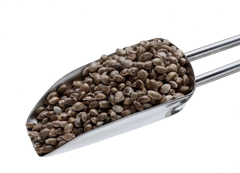 Hemp seeds or hemp nuts, Canabis sativa
