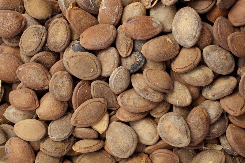 Medicinal plant hair flower, hair flower seeds