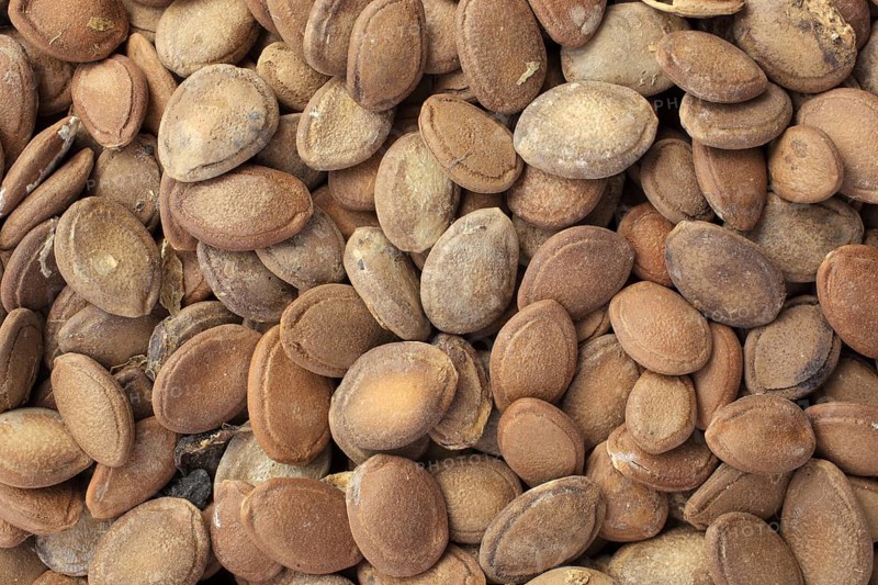 Medicinal plant hair flower, hair flower seeds