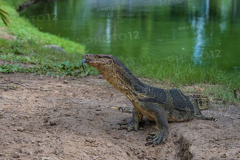 Monitor lizard,