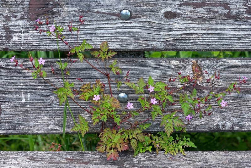 Ruprechtskraut, herb robert
