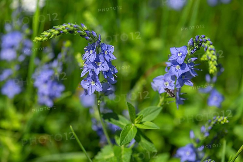 Austrian broadleaf speedwell,