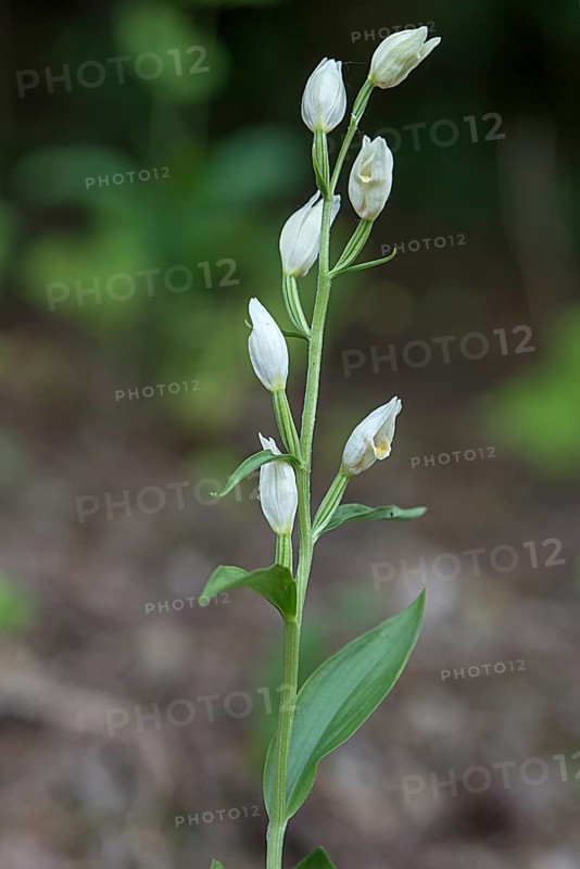 White white helleborine,