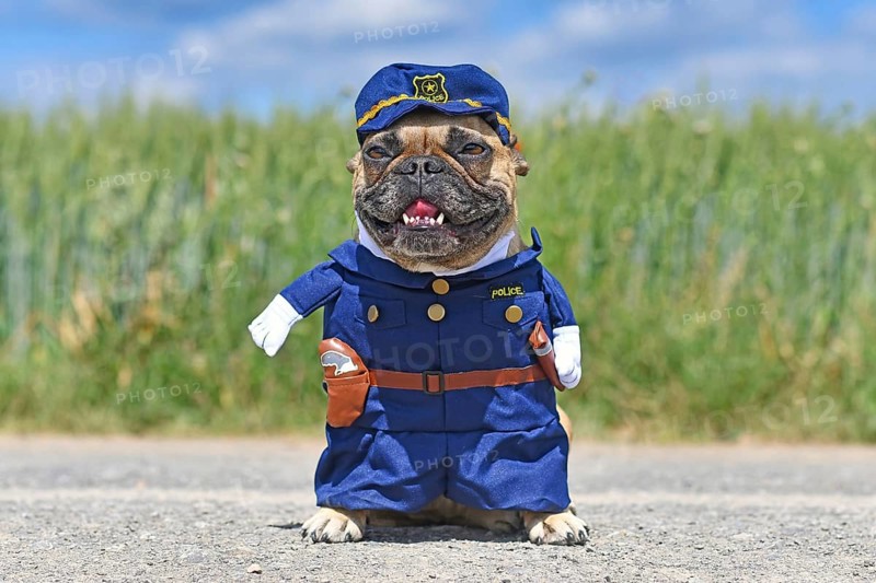 Funny French Bulldog dog in police officer costume with fake arms standing in front of meadow,