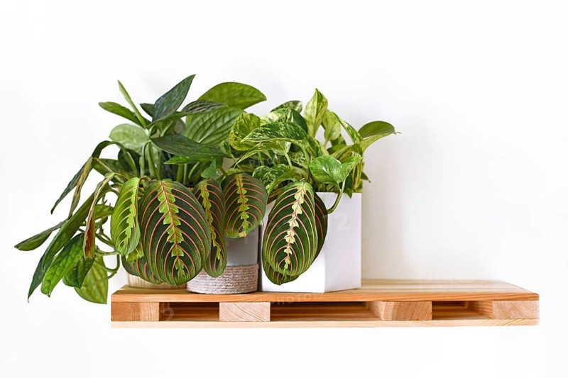 Tropical houseplants like Prayer Plant and Pothos on wooden pallet shelf hanging on white wall,