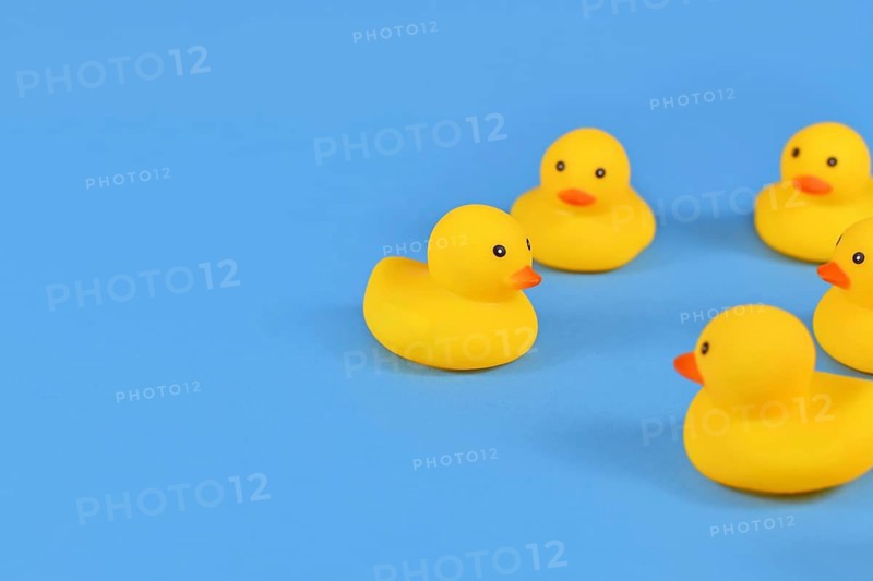 Yellow rubber ducks on blue background with copy space,