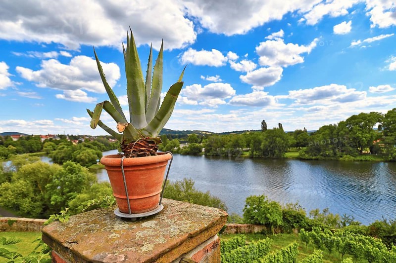 Aloe Vera plant standing at corner of Mediterranean garden belonging to replica of roman villa called Pompejanum with view on Main river in German city Aschaffenburg,