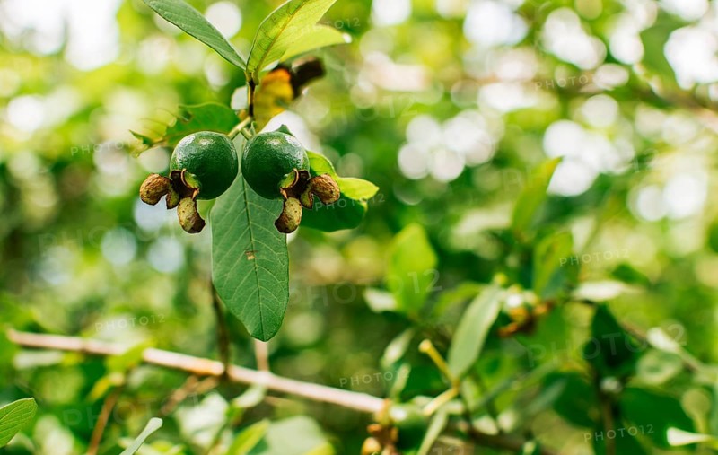 Fresh guavas hanging on a branch on a sunny day, A pair of small growing guavas hanging on a branch