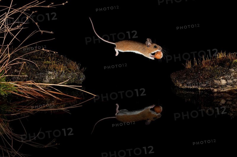 Yellow-necked mouse,