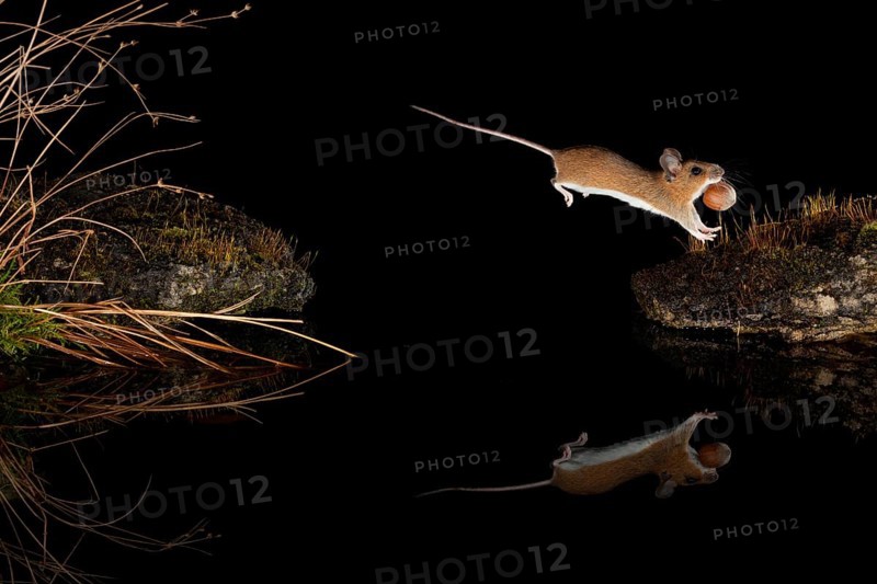 Yellow-necked mouse,