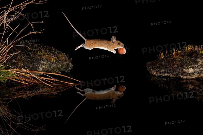 Yellow-necked mouse,