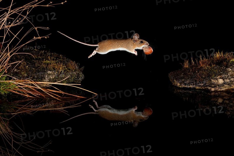 Yellow-necked mouse,