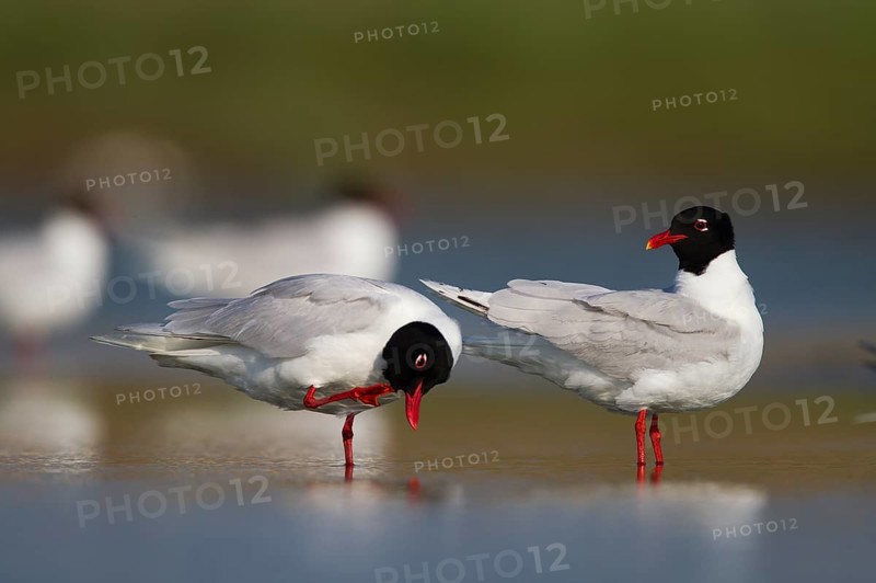 Mediterranean gull,