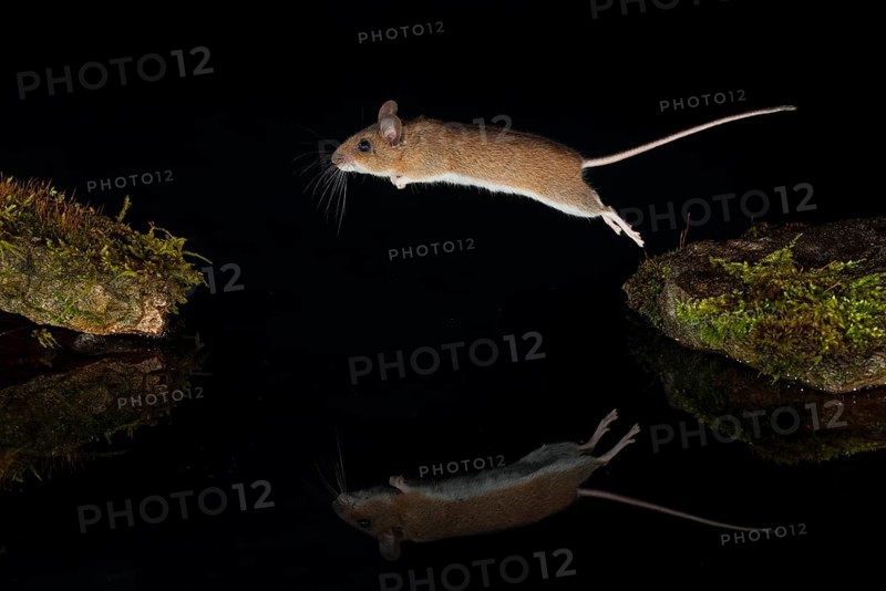 Yellow-necked mouse,