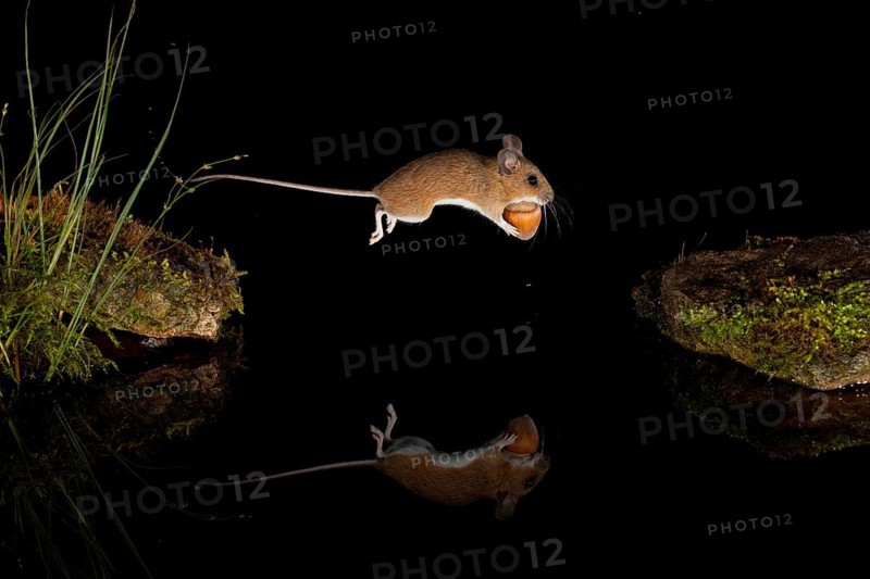 Yellow-necked mouse,