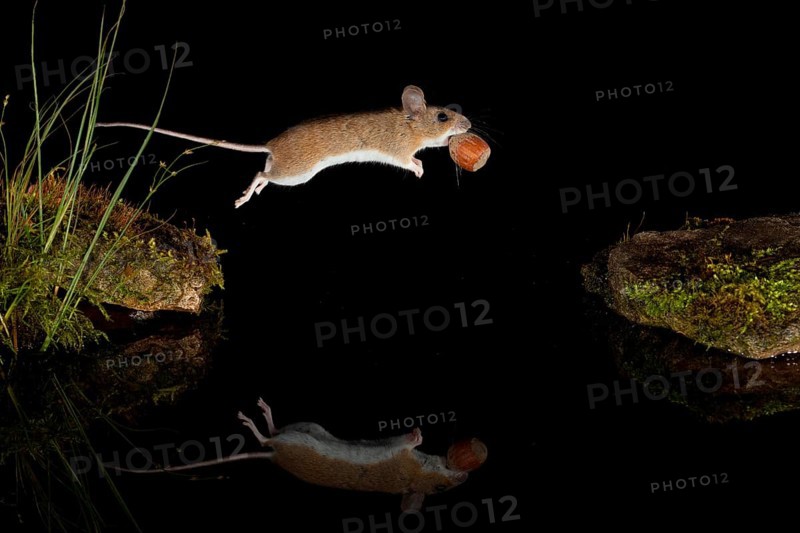 Yellow-necked mouse,