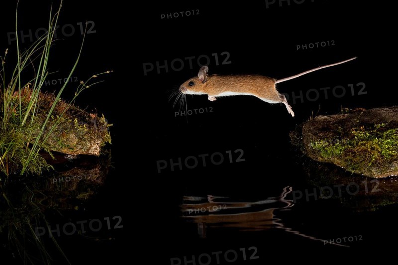 Yellow-necked mouse,