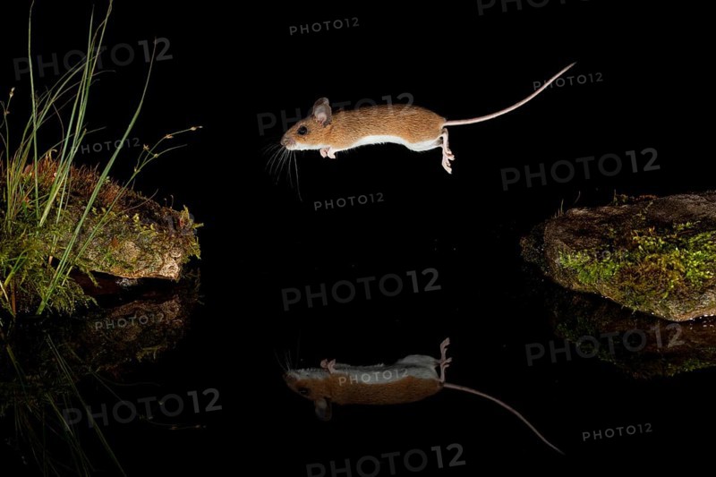 Yellow-necked mouse,