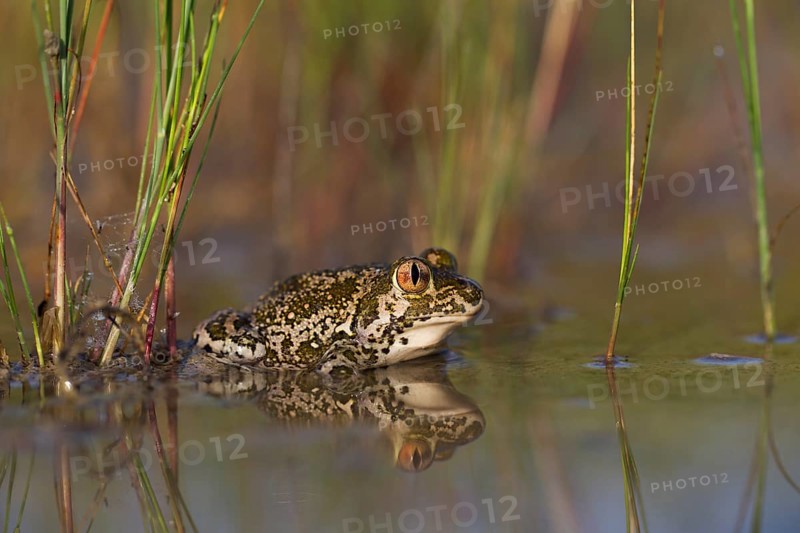 Syrian spadefoot,