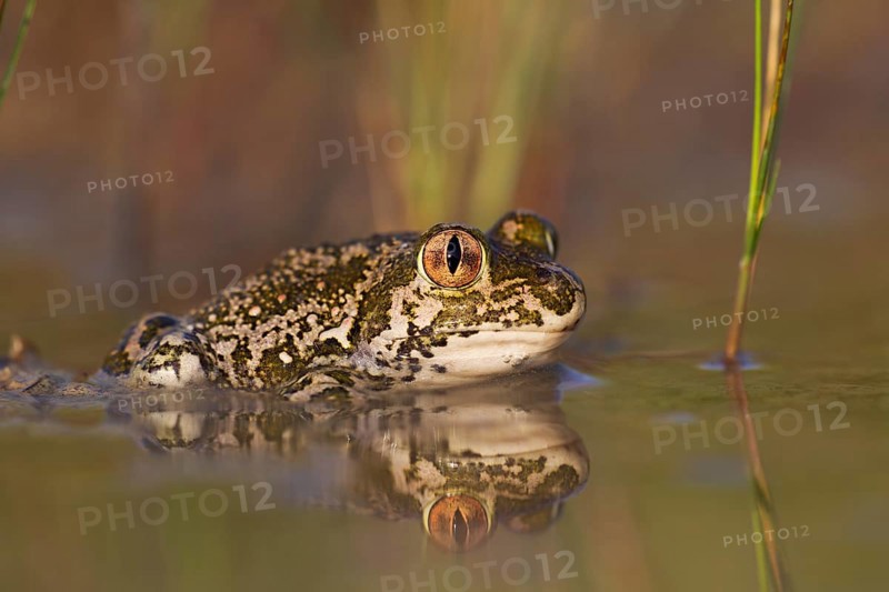Syrian spadefoot,