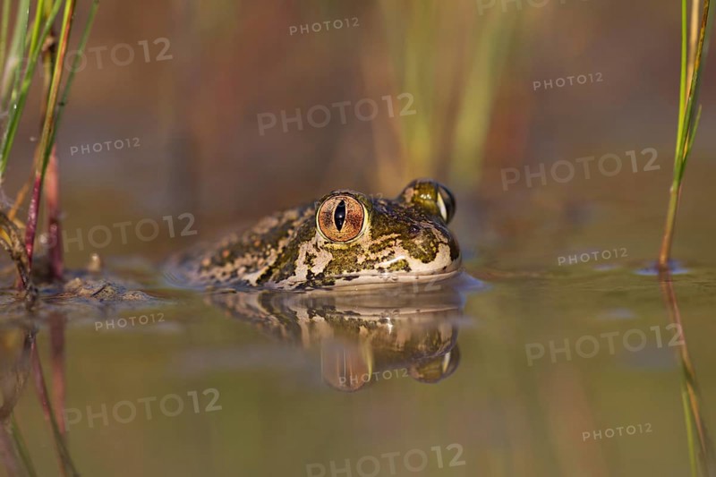 Syrian spadefoot,