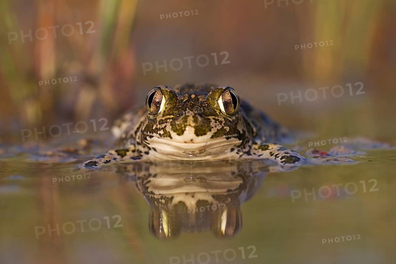 Syrian spadefoot,