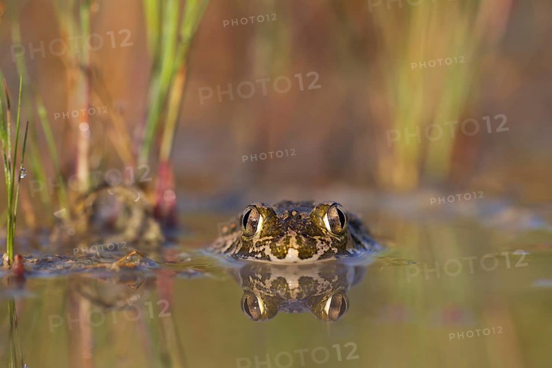 Syrian spadefoot,