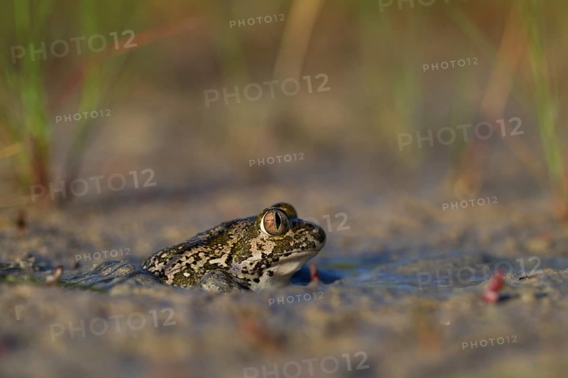 Syrian spadefoot,