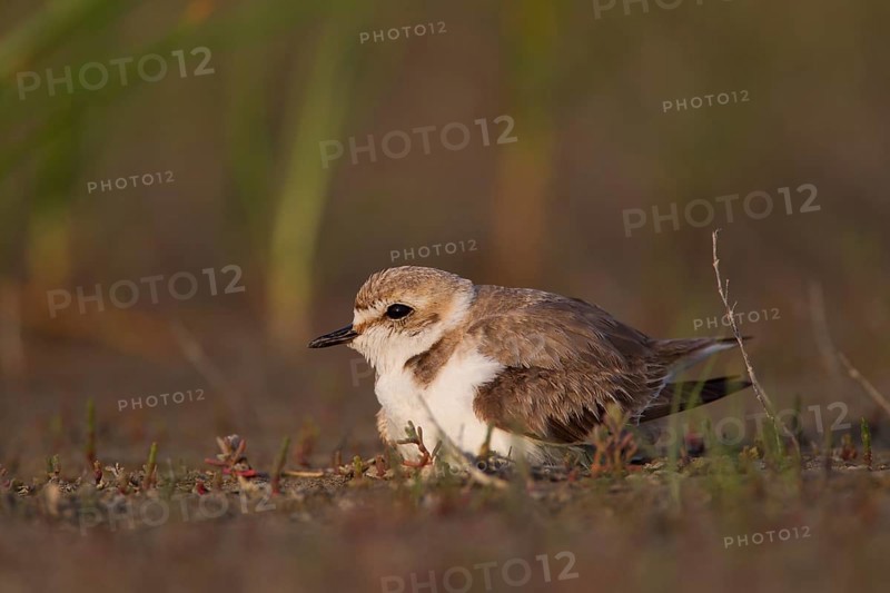 Kentish Kentish Plover,