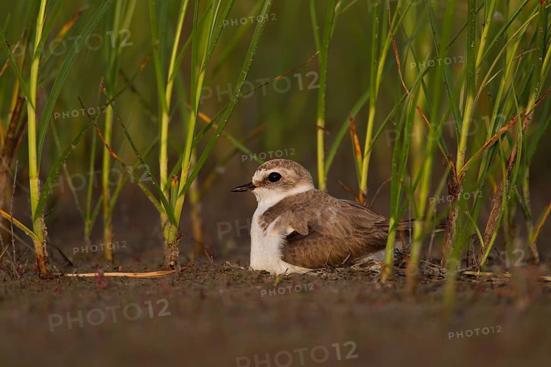 Kentish Kentish Plover,
