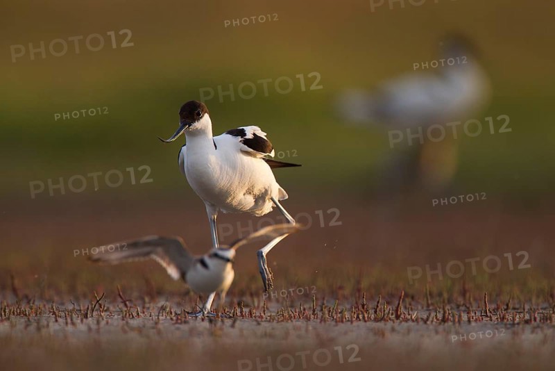 Black-capped avocet,