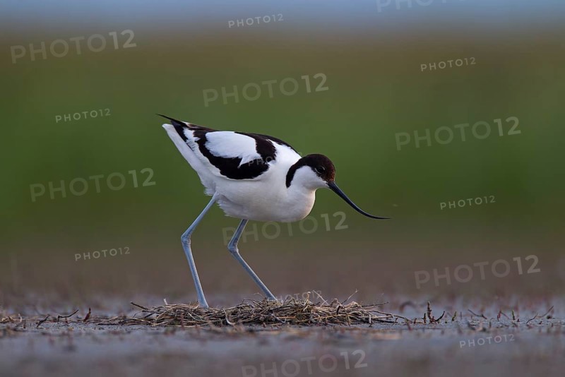 Black-capped avocet,