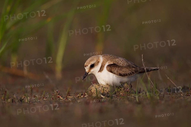Kentish Kentish Plover,