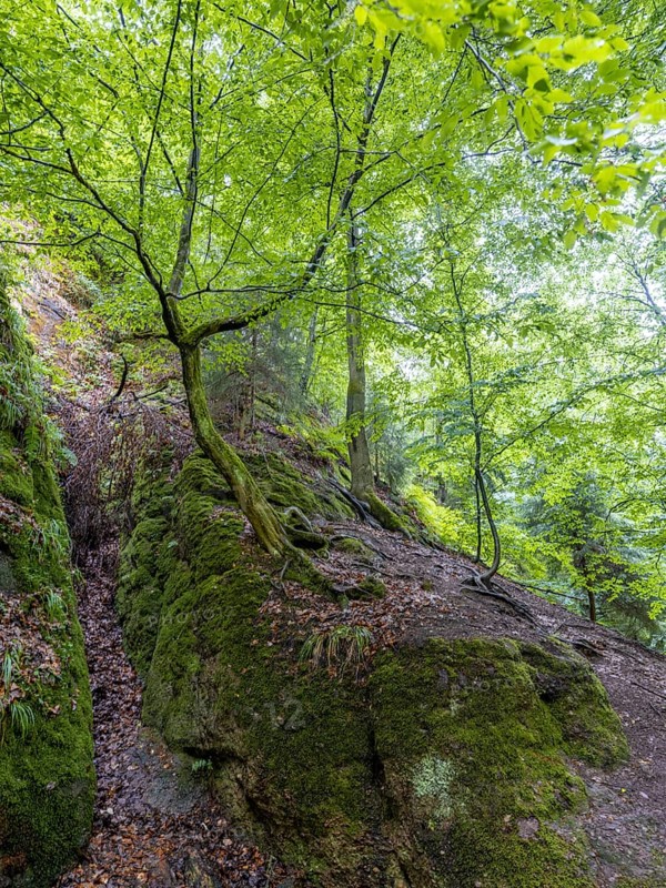 Drachenschlucht, a gorge near Eisenach in the Thuringian Forest in the nature reserve
