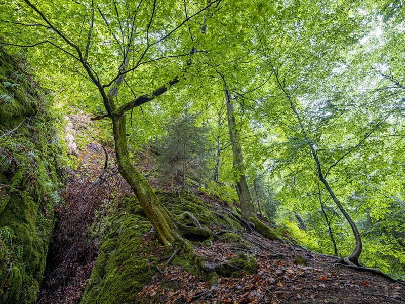 Drachenschlucht, a gorge near Eisenach in the Thuringian Forest in the nature reserve