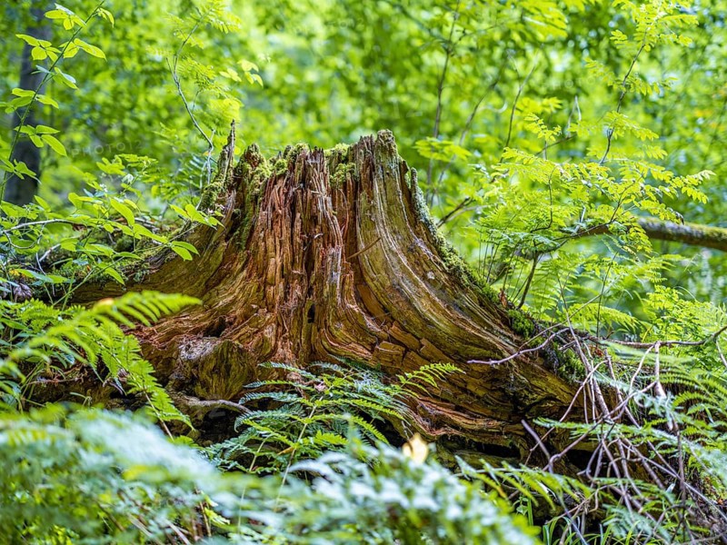 Tree stump in the Drachenschlucht, a gorge near Eisenach in the Thuringian Forest in the nature reserve "Forests with gorges between Wartburg and Hohe Sonne"