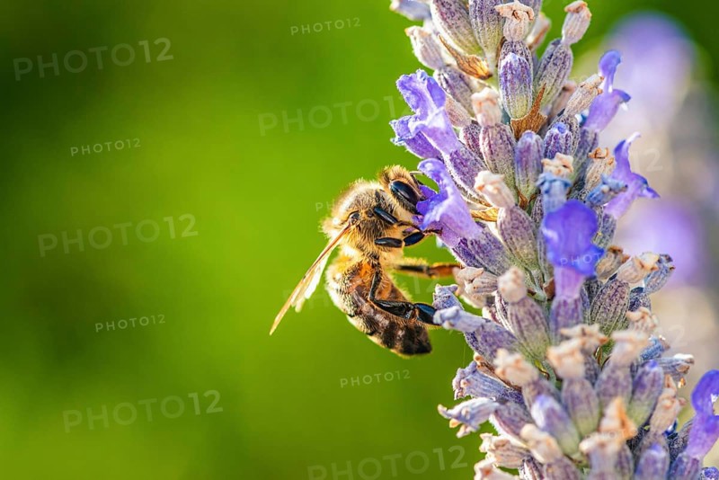 European Honey Bee,