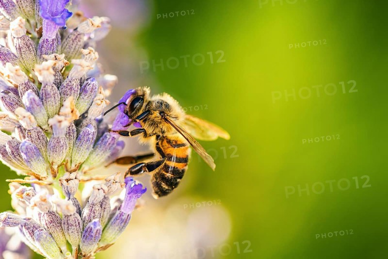 European Honey Bee,