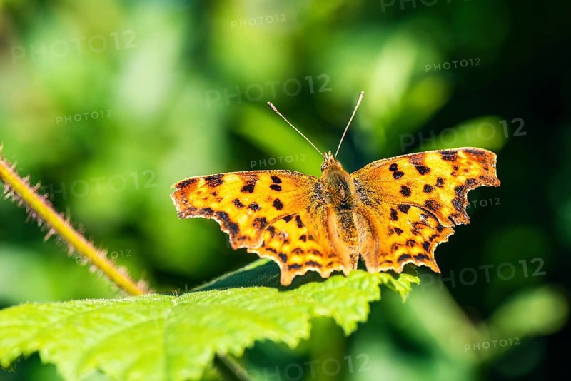 Comma,