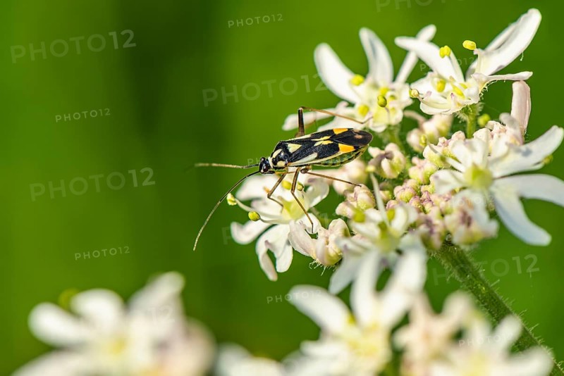 Mirid Bug, Grypocoris stysi on white flowers